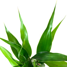 Load image into Gallery viewer, Lucky Bamboo, 2in, Braided - Floral Acres Greenhouse & Garden Centre
