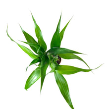 Load image into Gallery viewer, Lucky Bamboo, 2in, Braided - Floral Acres Greenhouse & Garden Centre