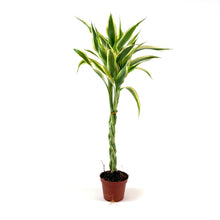 Load image into Gallery viewer, Lucky Bamboo, 2in, Braided - Floral Acres Greenhouse & Garden Centre
