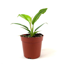 Load image into Gallery viewer, Philodendron, 4in, Narrow Tiger Tooth - Floral Acres Greenhouse & Garden Centre