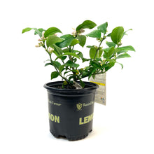 Load image into Gallery viewer, Lemon, 1 Gal, Meyer - Floral Acres Greenhouse & Garden Centre