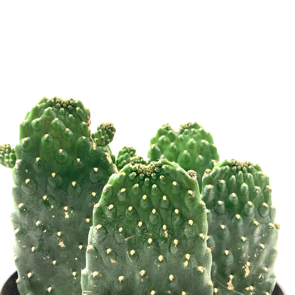 Cactus, 8in, Opuntia Rubescens, Road Kill Cactus - Floral Acres Greenhouse & Garden Centre