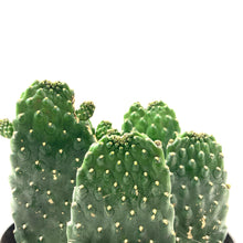 Load image into Gallery viewer, Cactus, 8in, Opuntia Rubescens, Road Kill Cactus - Floral Acres Greenhouse & Garden Centre