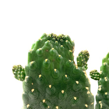 Load image into Gallery viewer, Cactus, 8in, Opuntia Rubescens, Road Kill Cactus - Floral Acres Greenhouse & Garden Centre