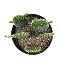 Load image into Gallery viewer, Cactus, 8in, Opuntia Rubescens, Road Kill Cactus - Floral Acres Greenhouse & Garden Centre
