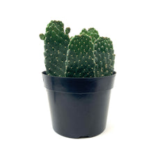 Load image into Gallery viewer, Cactus, 8in, Opuntia Rubescens, Road Kill Cactus - Floral Acres Greenhouse & Garden Centre