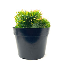 Load image into Gallery viewer, Cactus, 8in, Opuntia Subulata Cristata - Floral Acres Greenhouse & Garden Centre