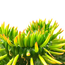 Load image into Gallery viewer, Cactus, 8in, Opuntia Subulata Cristata - Floral Acres Greenhouse & Garden Centre