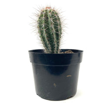 Load image into Gallery viewer, Cactus, 8in, Pachycereus Pringlei - Floral Acres Greenhouse & Garden Centre