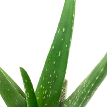 Load image into Gallery viewer, Aloe Vera, 9cm - Floral Acres Greenhouse & Garden Centre