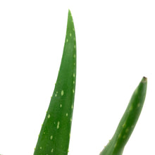 Load image into Gallery viewer, Aloe Vera, 9cm - Floral Acres Greenhouse & Garden Centre