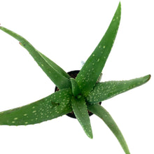Load image into Gallery viewer, Aloe Vera, 9cm - Floral Acres Greenhouse & Garden Centre