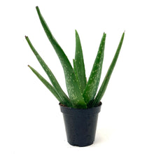 Load image into Gallery viewer, Aloe Vera, 9cm - Floral Acres Greenhouse & Garden Centre