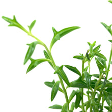 Load image into Gallery viewer, String of Dolphins, 2in, Senecio peregrinus - Floral Acres Greenhouse & Garden Centre