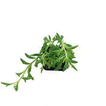 Load image into Gallery viewer, String of Dolphins, 2in, Senecio peregrinus - Floral Acres Greenhouse & Garden Centre