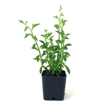 Load image into Gallery viewer, String of Dolphins, 2in, Senecio peregrinus - Floral Acres Greenhouse & Garden Centre
