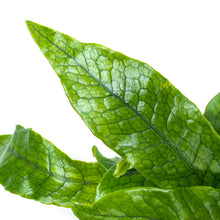 Load image into Gallery viewer, Fern, 4in, Crocodile - Floral Acres Greenhouse & Garden Centre