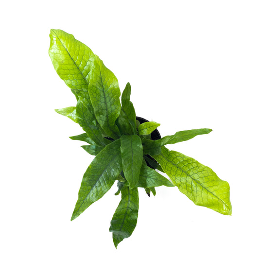 Fern, 4in, Crocodile - Floral Acres Greenhouse & Garden Centre