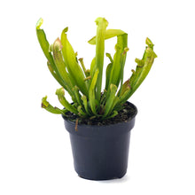 Load image into Gallery viewer, Sarracenia, 4in, Philadelphia - Floral Acres Greenhouse & Garden Centre