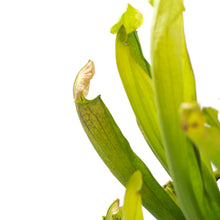 Load image into Gallery viewer, Sarracenia, 4in, Philadelphia - Floral Acres Greenhouse & Garden Centre