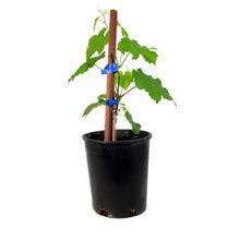 Load image into Gallery viewer, Grape, 1 gal, Blue Ice - Floral Acres Greenhouse & Garden Centre