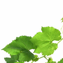 Load image into Gallery viewer, Grape, 1 gal, Blue Ice - Floral Acres Greenhouse & Garden Centre