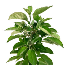 Load image into Gallery viewer, Apple, 5 gal, Gemini - Floral Acres Greenhouse & Garden Centre