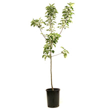 Load image into Gallery viewer, Apple, 5 gal, Gemini - Floral Acres Greenhouse & Garden Centre