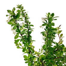 Load image into Gallery viewer, Barberry, 2 gal, Emerald Carousel® - Floral Acres Greenhouse & Garden Centre