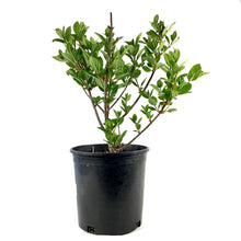 Load image into Gallery viewer, Hydrangea, 2 gal, Pink Diamond - Floral Acres Greenhouse & Garden Centre