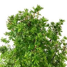 Load image into Gallery viewer, Potentilla, 2 gal, Mandarin Tango® - Floral Acres Greenhouse & Garden Centre
