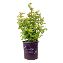 Load image into Gallery viewer, Ninebark, 2 gal, Amber Jubilee® - Floral Acres Greenhouse & Garden Centre