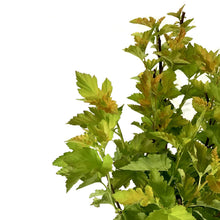 Load image into Gallery viewer, Ninebark, 2 gal, Amber Jubilee® - Floral Acres Greenhouse & Garden Centre