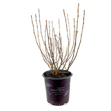 Load image into Gallery viewer, Ninebark, 2 gal, Amber Jubilee® - Floral Acres Greenhouse & Garden Centre