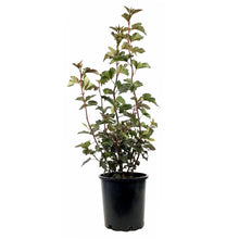 Load image into Gallery viewer, Ninebark, 2 gal, Diabolo® - Floral Acres Greenhouse & Garden Centre