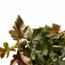 Load image into Gallery viewer, Ninebark, 2 gal, Diabolo® - Floral Acres Greenhouse & Garden Centre