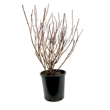 Load image into Gallery viewer, Ninebark, 2 gal, Diabolo® - Floral Acres Greenhouse & Garden Centre