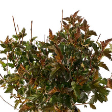 Load image into Gallery viewer, Ninebark, 2 gal, Satin Chocolate - Floral Acres Greenhouse & Garden Centre
