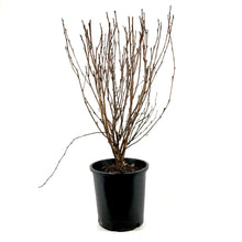 Load image into Gallery viewer, Ninebark, 2 gal, Satin Chocolate - Floral Acres Greenhouse & Garden Centre
