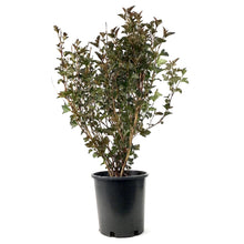Load image into Gallery viewer, Ninebark, 2 gal, Satin Chocolate - Floral Acres Greenhouse & Garden Centre