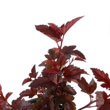 Load image into Gallery viewer, Ninebark, 8in, Ginger Wine® - Floral Acres Greenhouse & Garden Centre