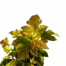 Load image into Gallery viewer, Ninebark, 8in, Amber Jubilee® - Floral Acres Greenhouse & Garden Centre