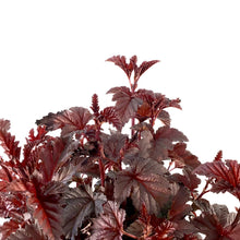 Load image into Gallery viewer, Ninebark, 2 gal, Panther® - Floral Acres Greenhouse & Garden Centre