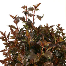 Load image into Gallery viewer, Ninebark, 2 gal, Tiny Wine® - Floral Acres Greenhouse & Garden Centre