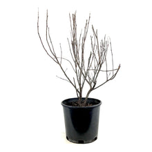 Load image into Gallery viewer, Sand Cherry, 2 gal, Purple Leaf - Floral Acres Greenhouse & Garden Centre