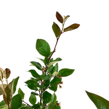 Load image into Gallery viewer, Cotoneaster, 2 gal, Hedge/Peking - Floral Acres Greenhouse & Garden Centre