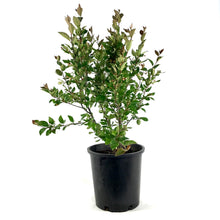 Load image into Gallery viewer, Cotoneaster, 2 gal, Hedge/Peking - Floral Acres Greenhouse & Garden Centre