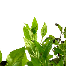 Load image into Gallery viewer, Dogwood, 2 gal, Little Rebel® - Floral Acres Greenhouse & Garden Centre