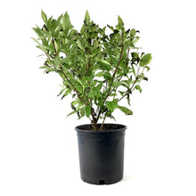 Load image into Gallery viewer, Dogwood, 2 gal, Little Rebel® - Floral Acres Greenhouse & Garden Centre