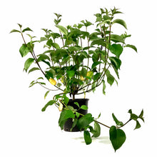 Load image into Gallery viewer, Dogwood, 2 gal, Siberian - Floral Acres Greenhouse & Garden Centre